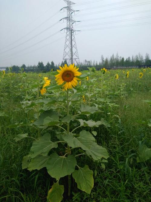 广州葵花蒲典桑拿网？广州葵蓬花卉基地？